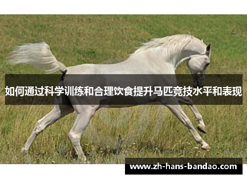 如何通过科学训练和合理饮食提升马匹竞技水平和表现